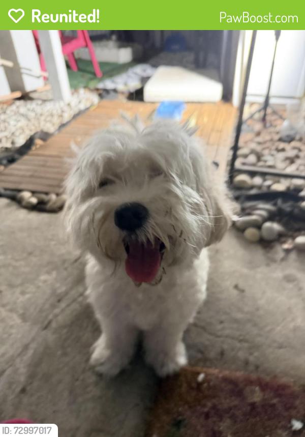 Reunited Female Dog last seen Near & 40th, Miami, FL 33165
