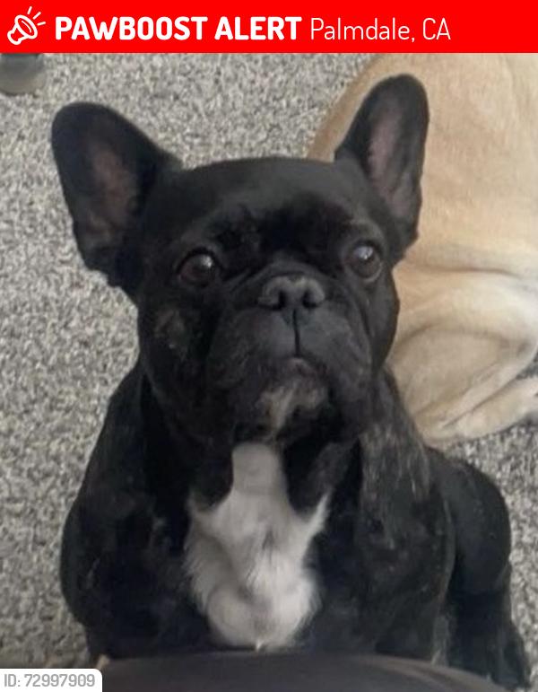 Lost Female Dog last seen Cape Cod Lane and 20th Street East, Palmdale, CA 93550