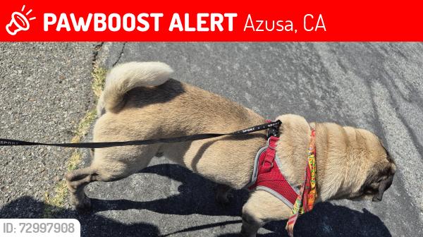 Lost Male Dog last seen Amsterdam and Citurs, Azusa, CA 91702