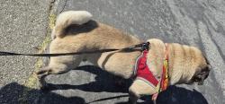 Lost Male Dog last seen Amsterdam and Citurs, Azusa, CA 91702