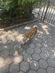 Found/Stray Unknown Dog last seen Stuy town , New York, NY 10003