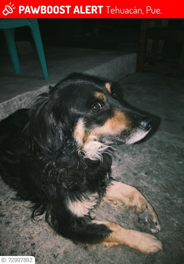 Lost Female Dog last seen Tehuacán, Puebla, Tehuacán, Pue. 