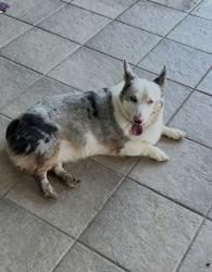 Lost Female Dog last seen Our front gate near bridge, Bonnerdale, AR 71933