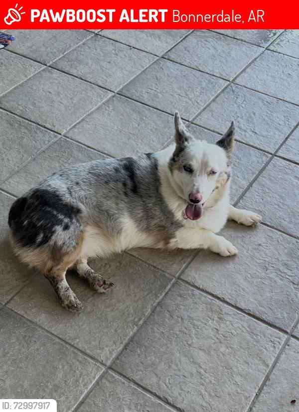 Lost Female Dog last seen Our front gate near bridge, Bonnerdale, AR 71933
