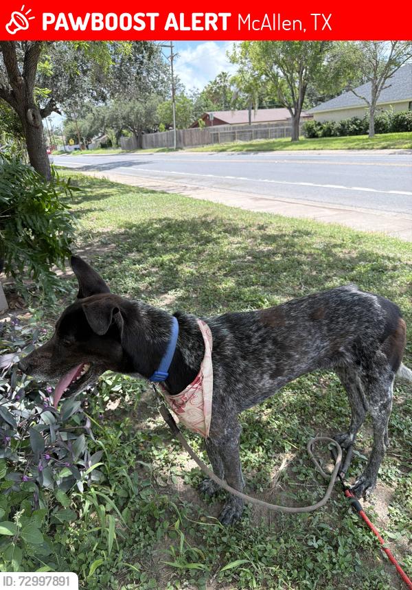 Lost Male Dog last seen Near nightingale Ave 78504 McAllen tx, McAllen, TX 78504