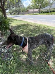 Lost Male Dog last seen Near nightingale Ave 78504 McAllen tx, McAllen, TX 78504
