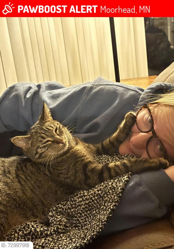 Lost Male Cat last seen Near av and 13 st n moorhead, Moorhead, MN 56560