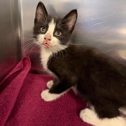 Shelter Stray Male Cat last seen , 980 Guilford College Rd, Greensboro, NC 27409, USA