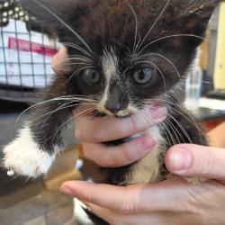 Shelter Stray Female Cat last seen , 1211 Old Graves Mill Rd, Lynchburg, VA 24502, USA