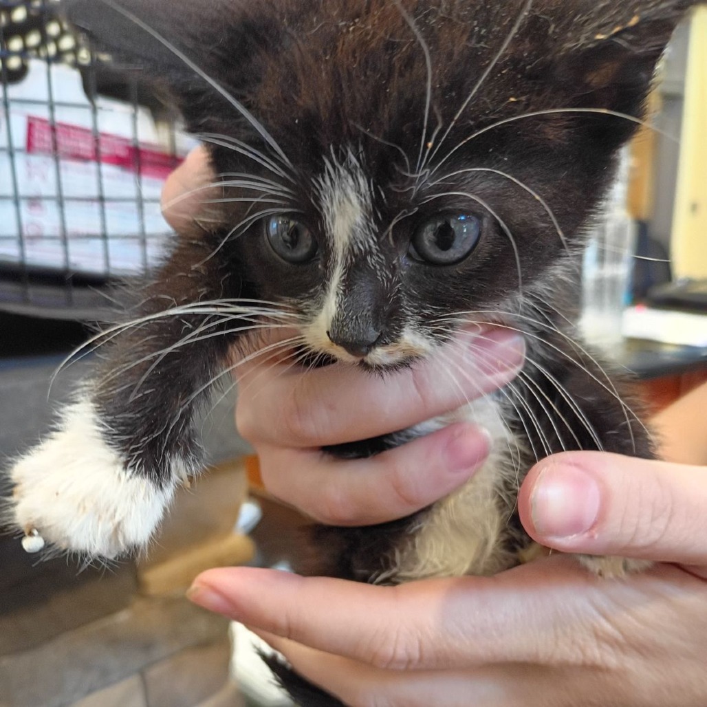 Shelter Stray Female Cat last seen , 1211 Old Graves Mill Rd, Lynchburg, VA 24502, USA