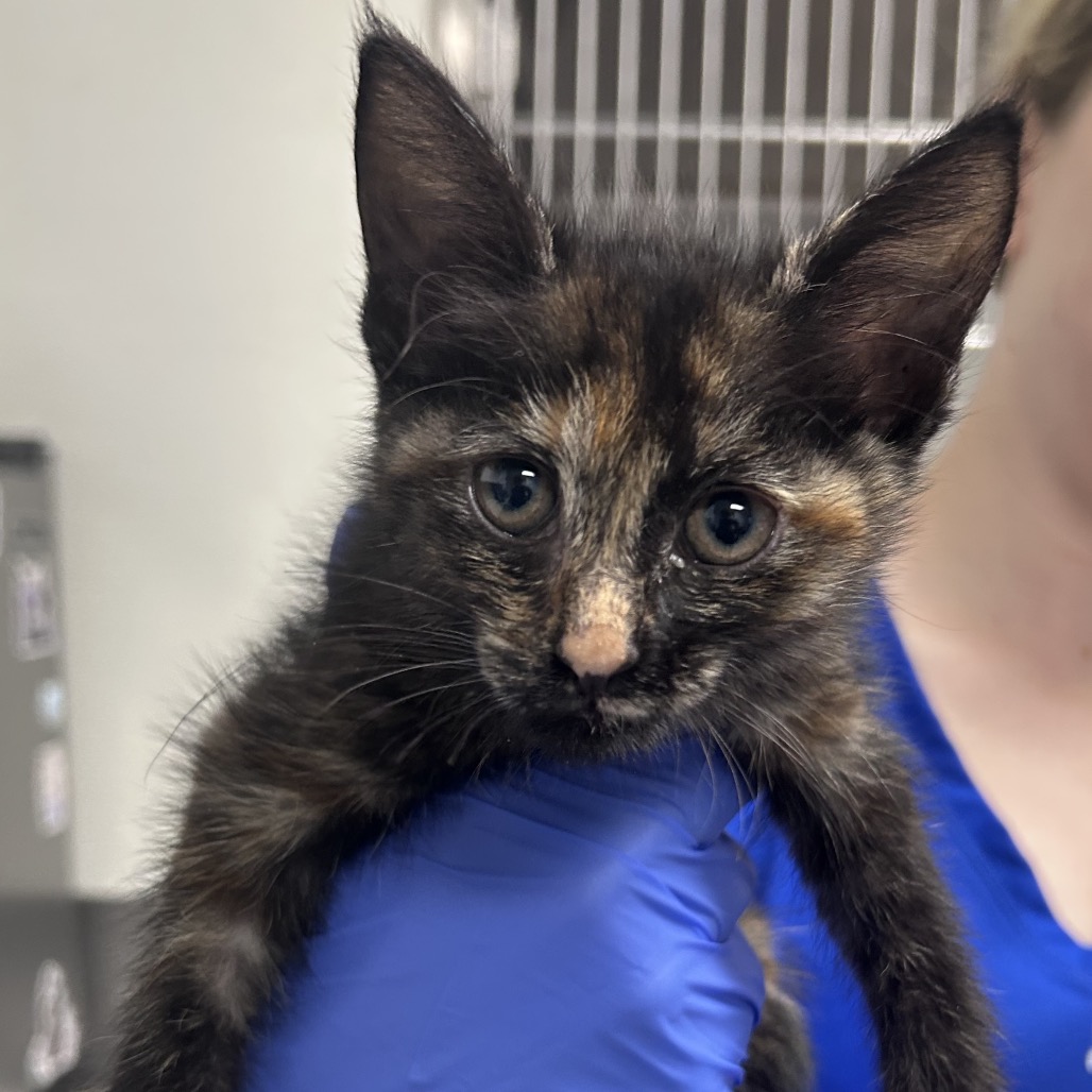Shelter Stray Female Cat last seen , 328 Furman Hall Rd, Greenville, SC 29609, USA