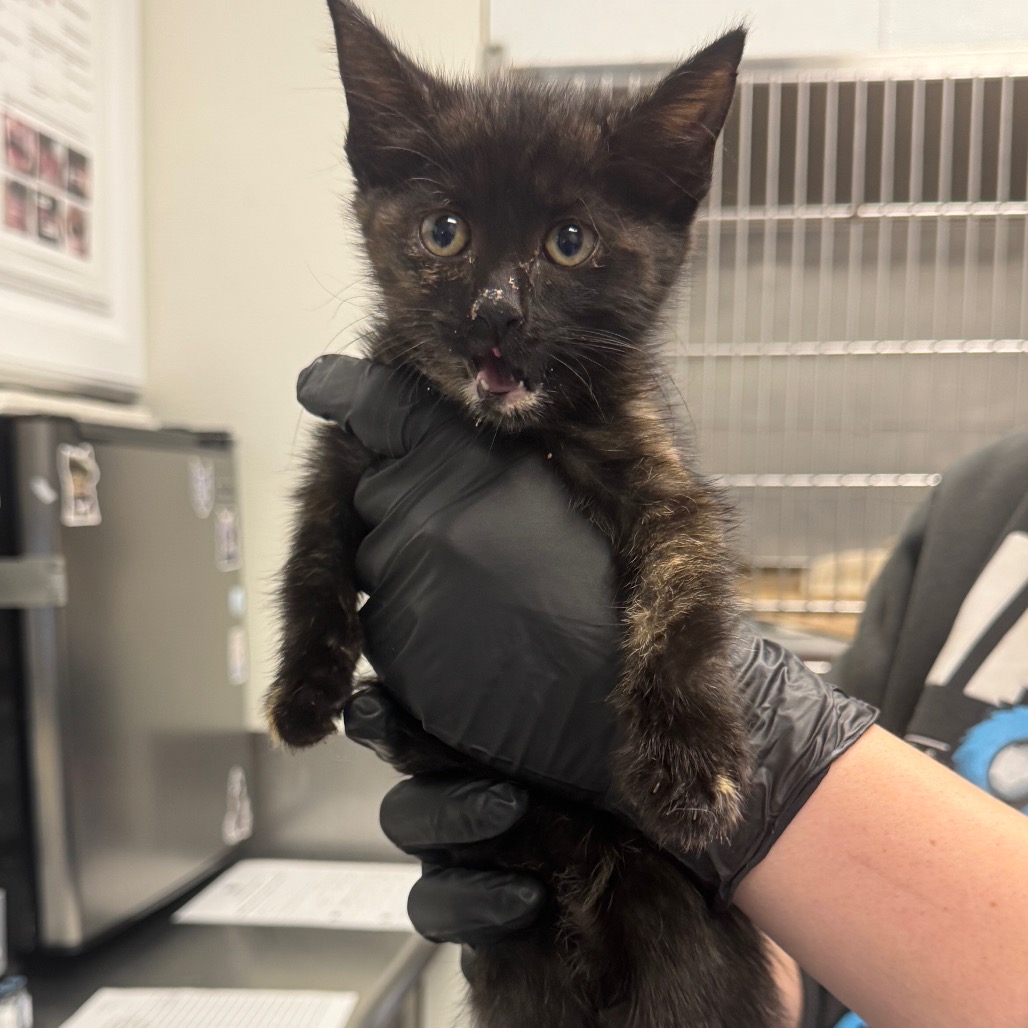 Shelter Stray Female Cat last seen , 328 Furman Hall Rd, Greenville, SC 29609, USA