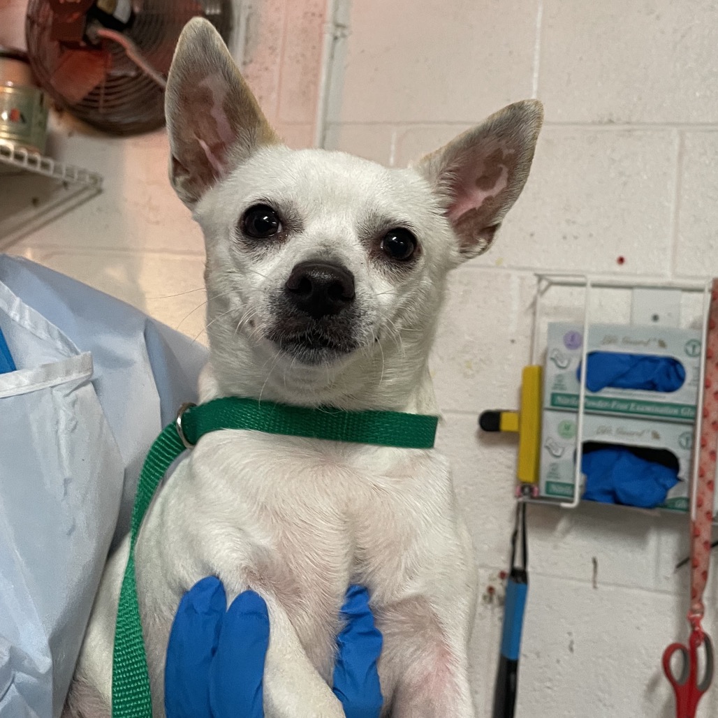 Shelter Stray Male Dog last seen , 2451 N Expressway 281, Edinburg, TX 78541, USA