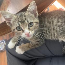 Shelter Stray Male Cat last seen , 2350 Appling City Cove, Memphis, TN 38133, USA