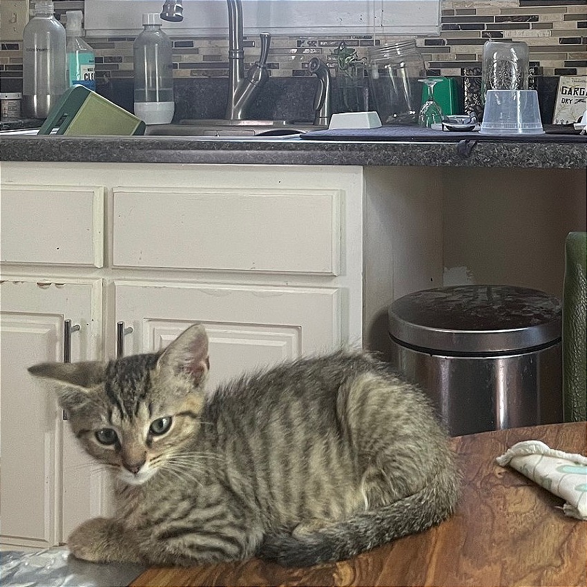 Shelter Stray Male Cat last seen , 2350 Appling City Cove, Memphis, TN 38133, USA