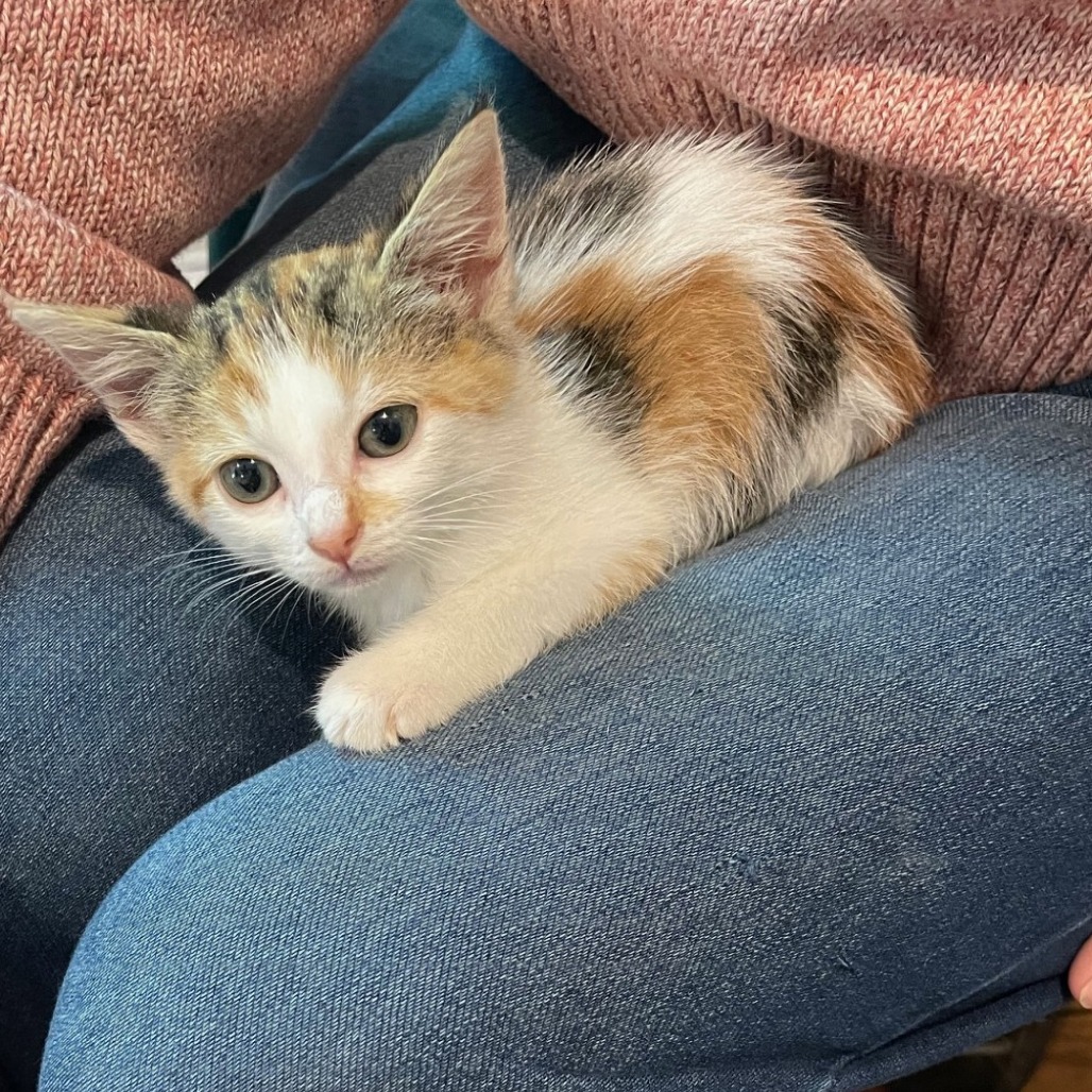 Shelter Stray Female Cat last seen , 2350 Appling City Cove, Memphis, TN 38133, USA