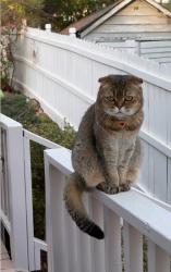 Lost Female Cat last seen Near the Toy Park in Downtown Decatur, Decatur, GA 30030
