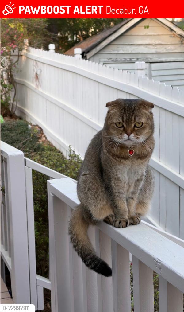 Lost Female Cat last seen Near the Toy Park in Downtown Decatur, Decatur, GA 30030