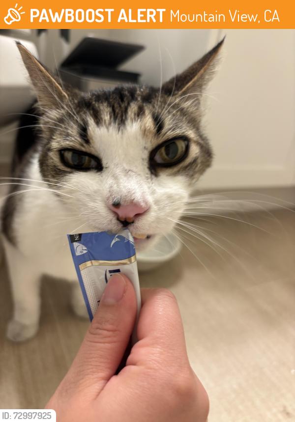 Found/Stray Unknown Cat last seen Monta Loma Park next to Anna Ave, Mountain View, CA 94043