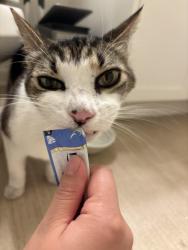 Found/Stray Unknown Cat last seen Monta Loma Park next to Anna Ave, Mountain View, CA 94043