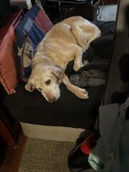 Reunited Female Dog last seen Near Milwaukee Avenue East, Puyallup, WA 98372
