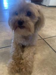 Lost Female Dog last seen In our backyard, Perris, CA 92571