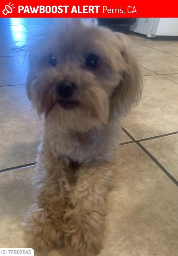 Lost Female Dog last seen In our backyard, Perris, CA 92571