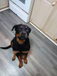 Lost Male Dog last seen McCray lice Conroe Texas, Montgomery County, TX 77303
