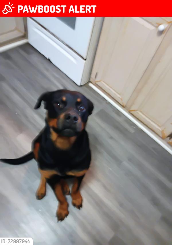 Lost Male Dog last seen McCray lice Conroe Texas, Montgomery County, TX 77303