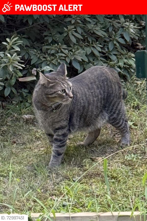 Lost Male Cat last seen Park ave, Old Wilmington road, East Fallowfield Township, PA 19320