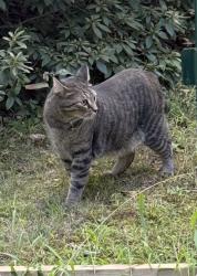Lost Male Cat last seen Park ave, Old Wilmington road, East Fallowfield Township, PA 19320