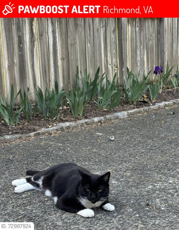 Lost Male Cat last seen in Windsor Farms, Richmond, VA 23221