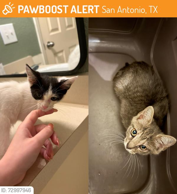 Found/Stray Unknown Cat last seen Thousand Oaks, San Antonio, TX 78217