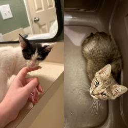 Found/Stray Unknown Cat last seen Thousand Oaks, San Antonio, TX 78217