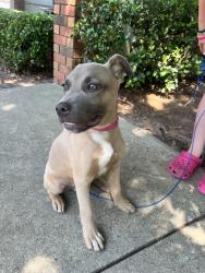 Found/Stray Male Dog last seen Near Roses and 7 Brew. , Greenville, SC 29615