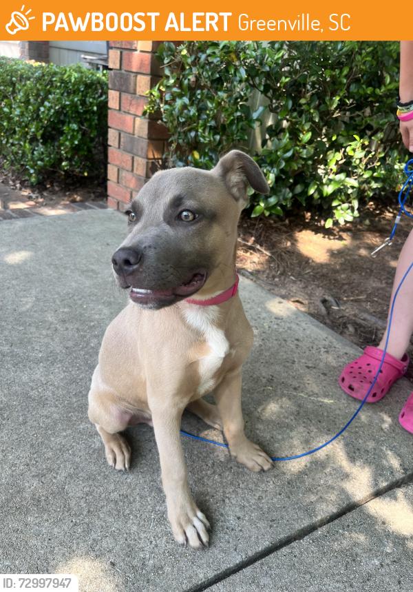 Found/Stray Male Dog last seen Near Roses and 7 Brew. , Greenville, SC 29615