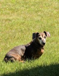 Lost Female Dog last seen Near county rd d Plainfield wi , County Rd W, WI 54467
