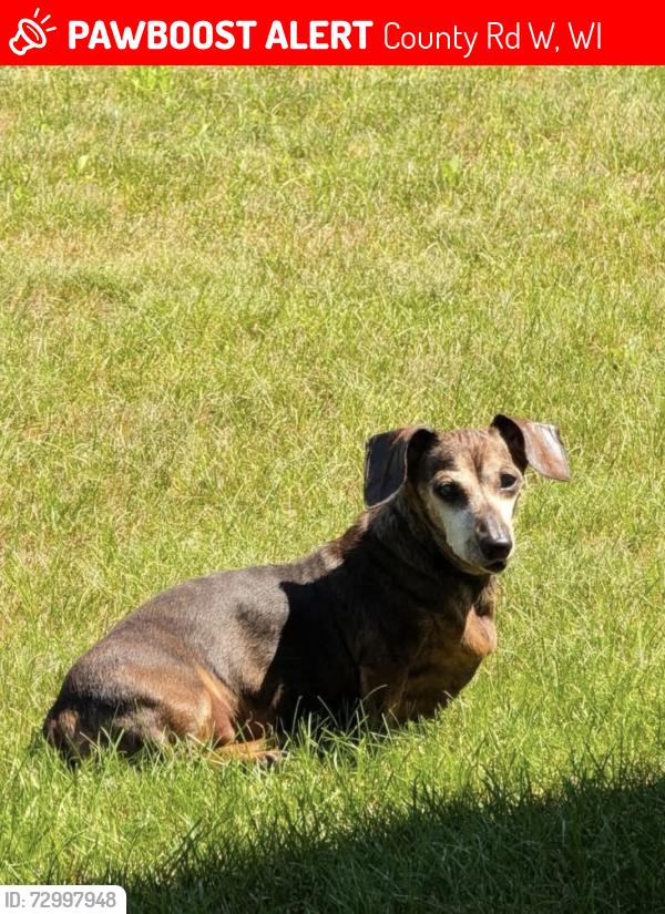 Lost Female Dog last seen Near county rd d Plainfield wi , County Rd W, WI 54467