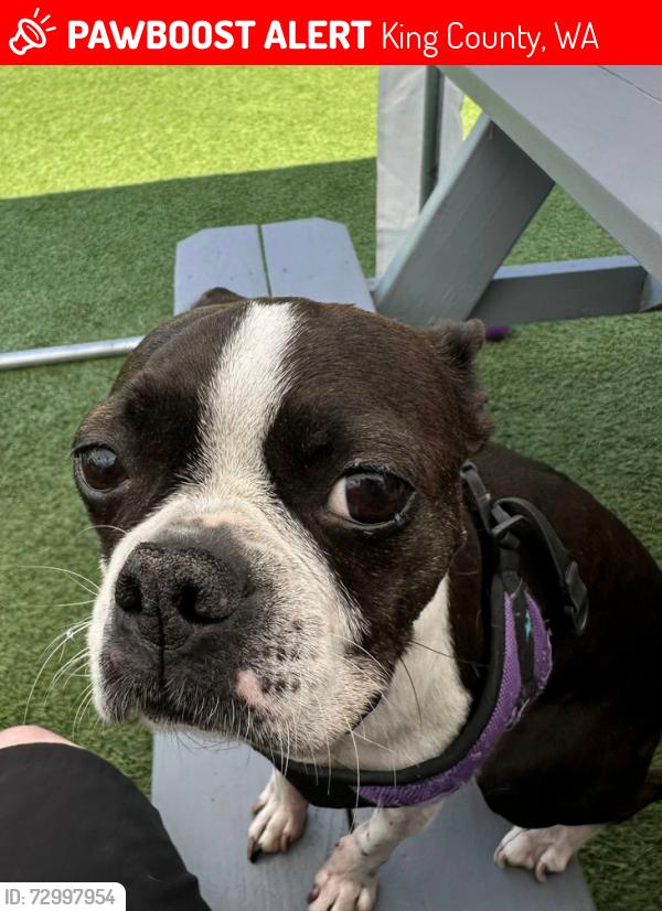 Lost Female Dog last seen King County, Seattle, WA, King County, WA 98029