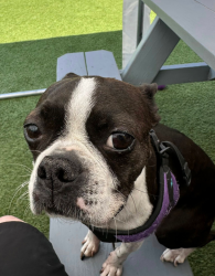 Lost Female Dog last seen King County, Seattle, WA, King County, WA 98029