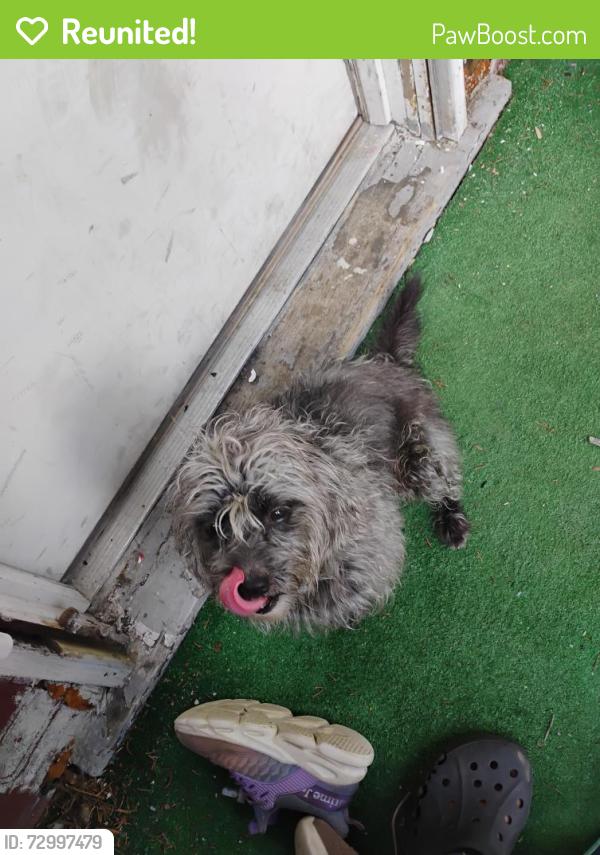 Reunited Male Dog last seen Near zephyer ave , Pittsburgh, PA 15204