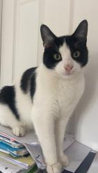 Reunited Male Cat last seen Didsbury , Didsbury, England M20 6RF