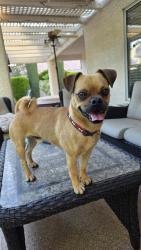 Found/Stray Male Dog last seen Washburn, between N. Tioga & N.  Pioneed, Las Vegas, NV 89149