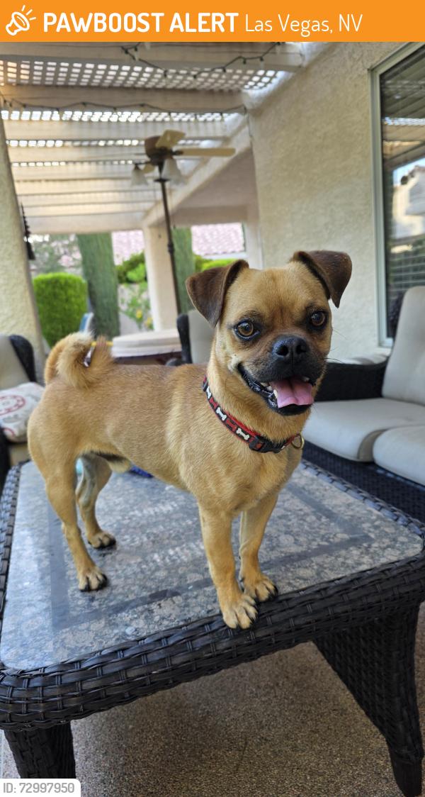 Found/Stray Male Dog last seen Washburn, between N. Tioga & N.  Pioneed, Las Vegas, NV 89149