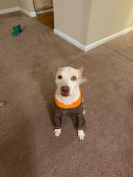 Lost Male Dog last seen Nottingham apartaments, Hendersonville, TN 37075
