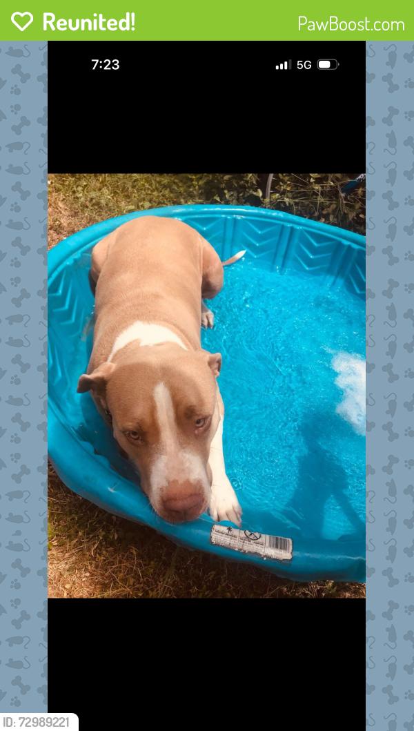 Reunited Female Dog last seen New territories neighborhood , San Antonio, TX 78250