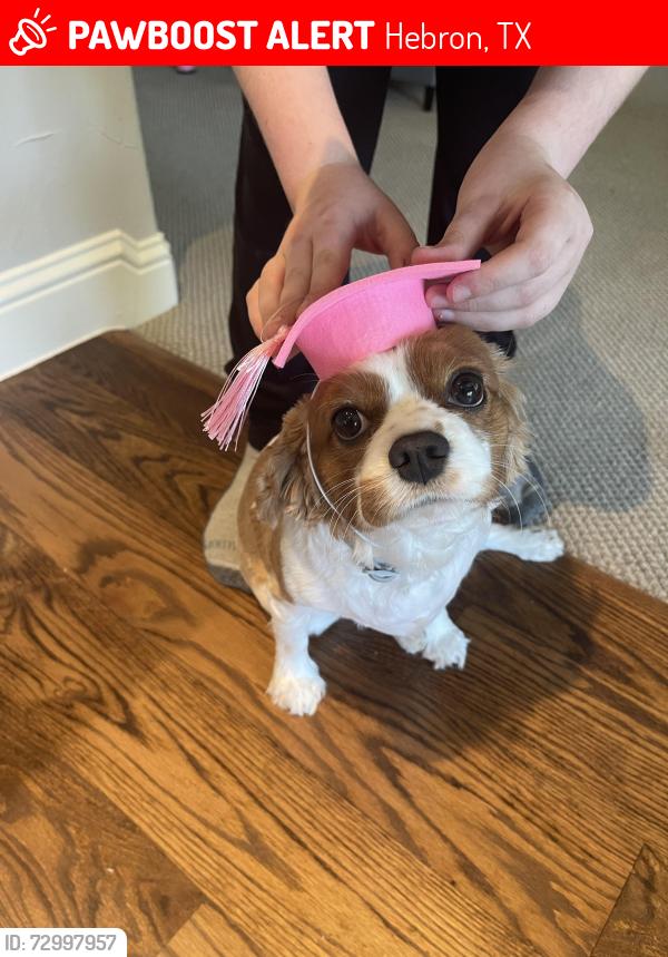 Lost Female Dog last seen Damsel katie, Hebron, TX 75056