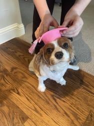Lost Female Dog last seen Damsel katie, Hebron, TX 75056