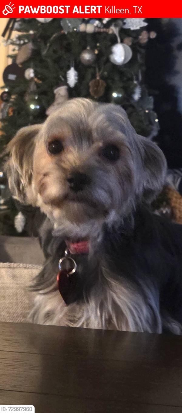 Lost Female Dog last seen Bunny Trail and Stan Schleuter Walmart, Killeen, TX 76549