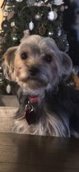 Lost Female Dog last seen Bunny Trail and Stan Schleuter Walmart, Killeen, TX 76549